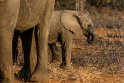 025 Timbavati Private Game Reserve, olifant